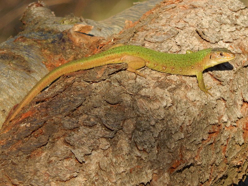 Lacerta bilineata ...tardiva..